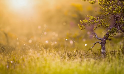 356ec4d7827d9f0460c0937dd71485d4 (1)