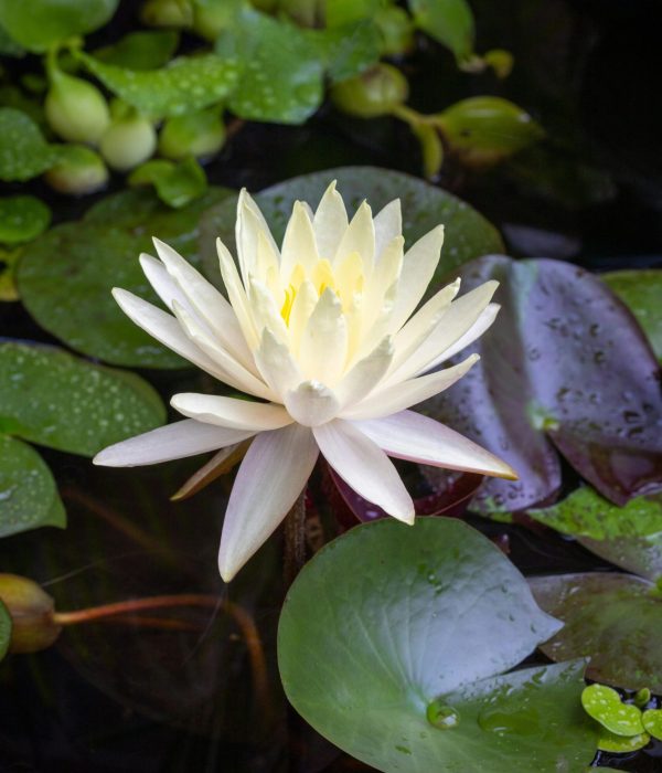 White Flower