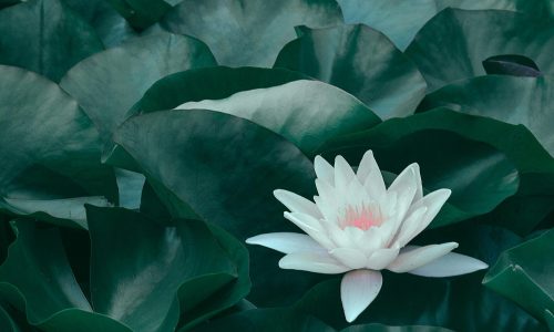 pexels-orlovamaria-4916559-min